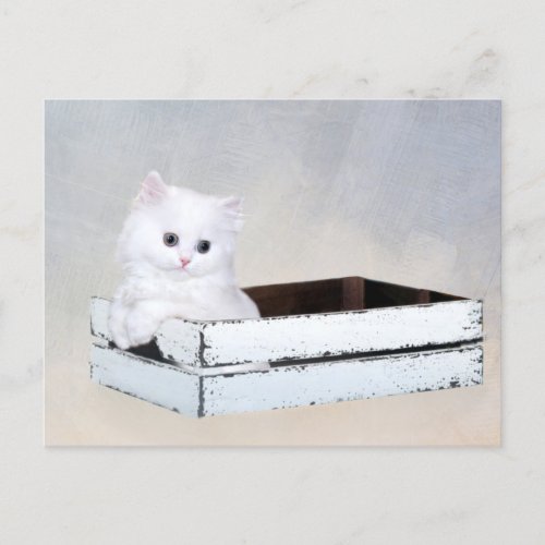 White Persian kitten Postcard