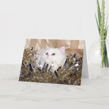 White Persian Kitty Christmas Holiday Card by deemac1 at Zazzle