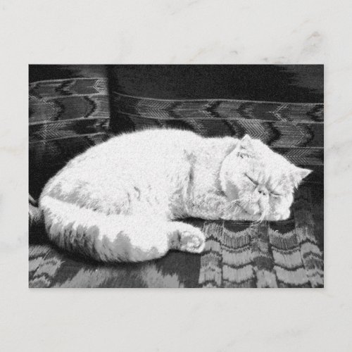 White Persian Sleeping Cat Postcard