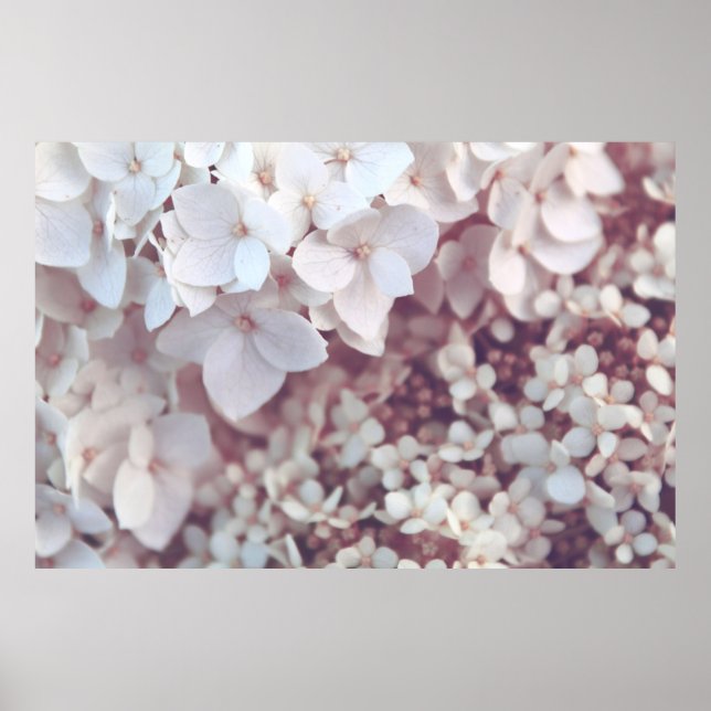 WHITE PETALED FLOWERS POSTER (Front)