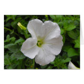 white petunia flower (Front Horizontal)
