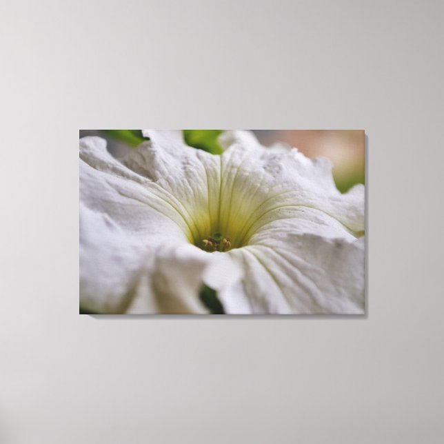 White Petunia Flower Photographic Art Canvas Print (Front)