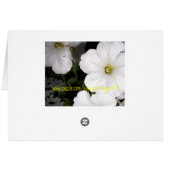 White Petunias (Back Horizontal)