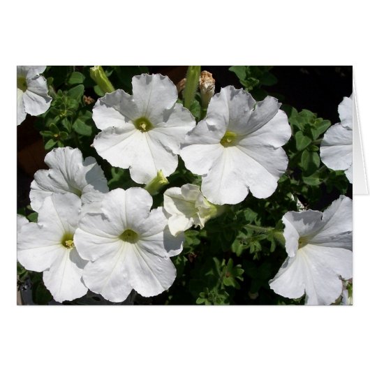 White Petunias (Front Horizontal)