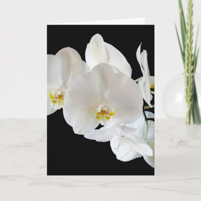 White Phalaenopsis Orchids Card (Front)