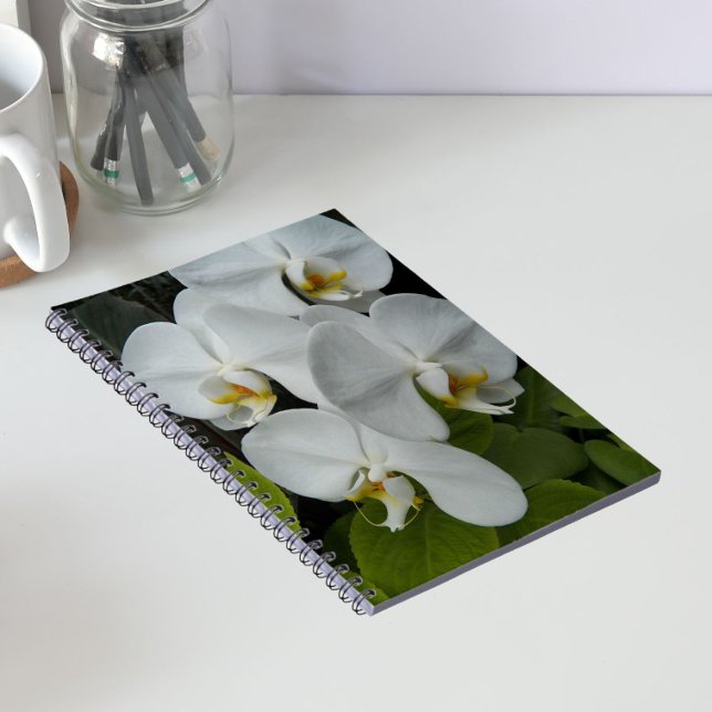 White Phalaenopsis Orchids Floral Notebook (In Situ)