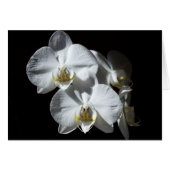White Phalaeonopsis Orchids (Front Horizontal)