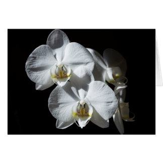 White Phalaeonopsis Orchids Cards