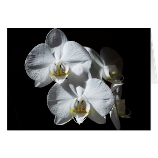 White Phalaeonopsis Orchids Cards (Front Horizontal)