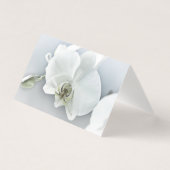 White Phaleonopsis Orchid (Front)