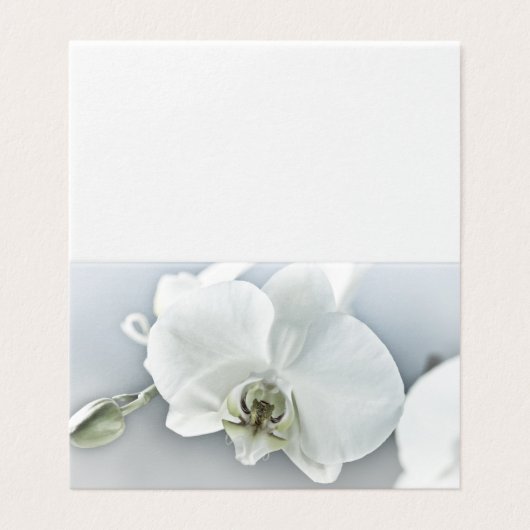 White Phaleonopsis Orchid (Outside Unfolded)