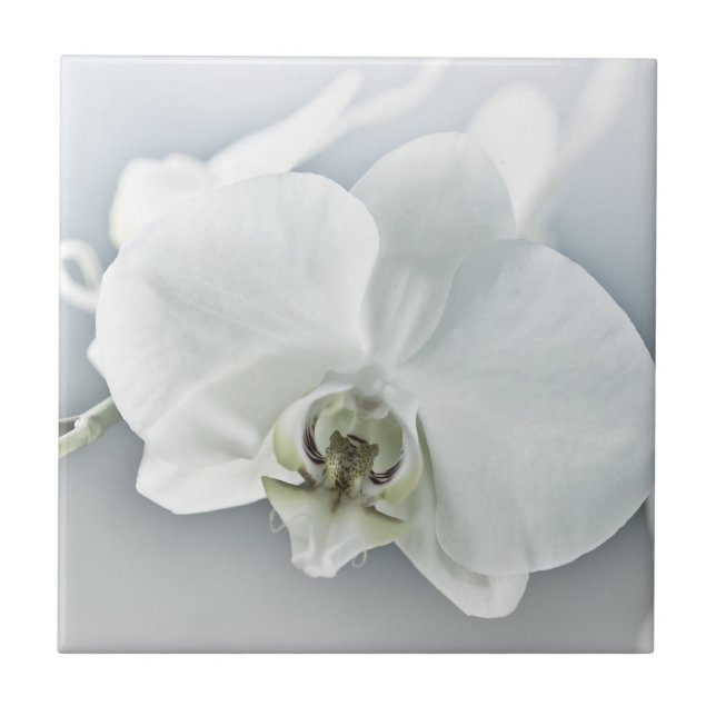 White Phaleonopsis Orchid Ceramic Tile (Front)