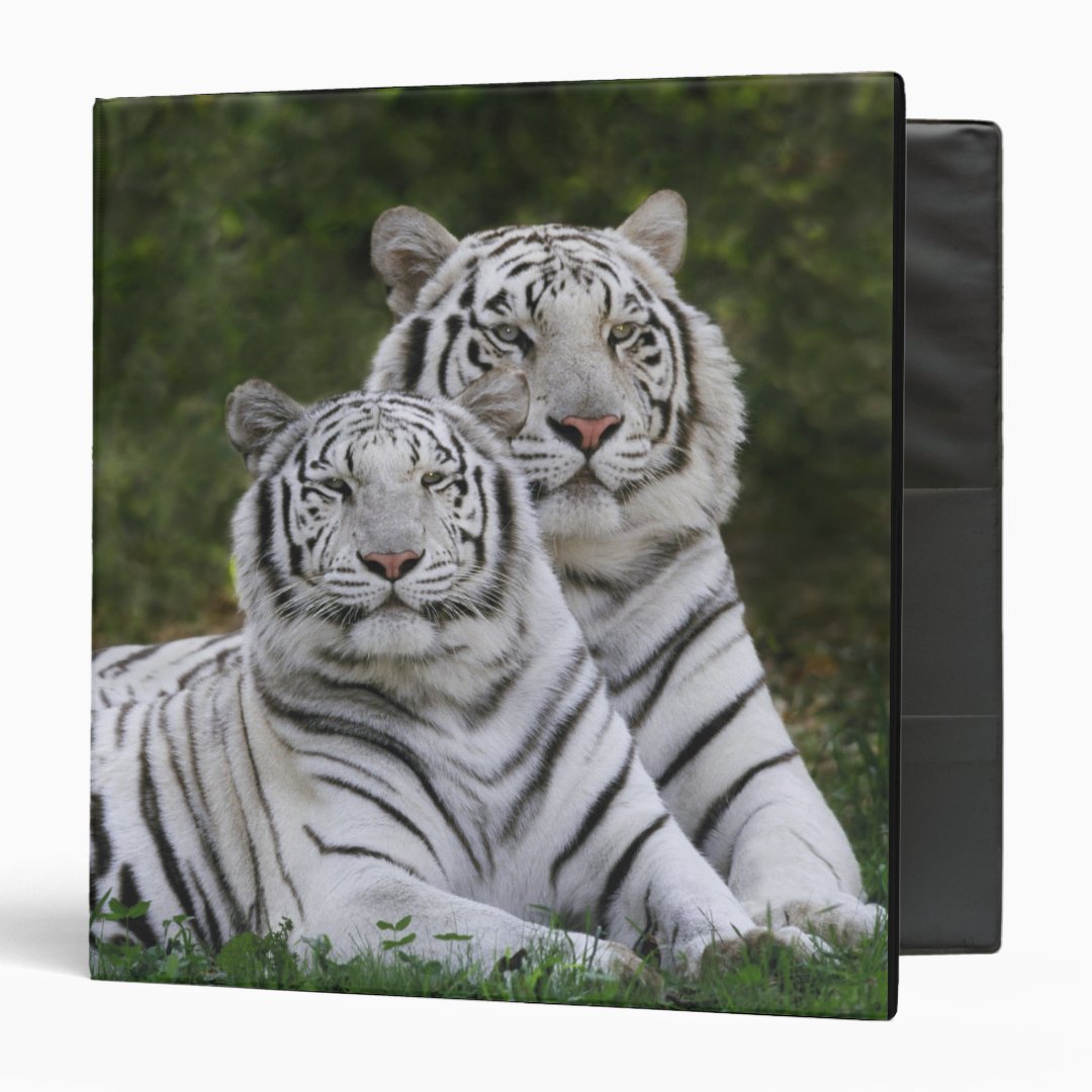 White phase, Bengal Tiger, Tigris 3 Ring Binder | Zazzle