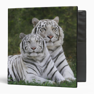 White phase, Bengal Tiger, Tigris 3 Ring Binder