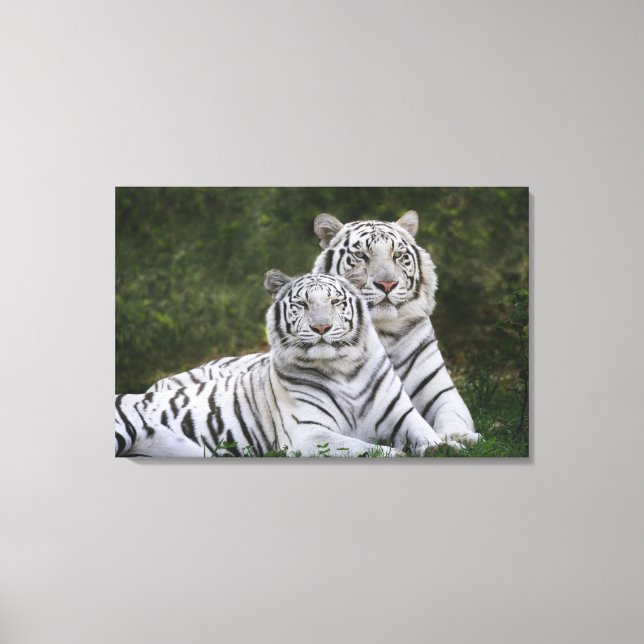 White phase, Bengal Tiger, Tigris Canvas Print (Front)
