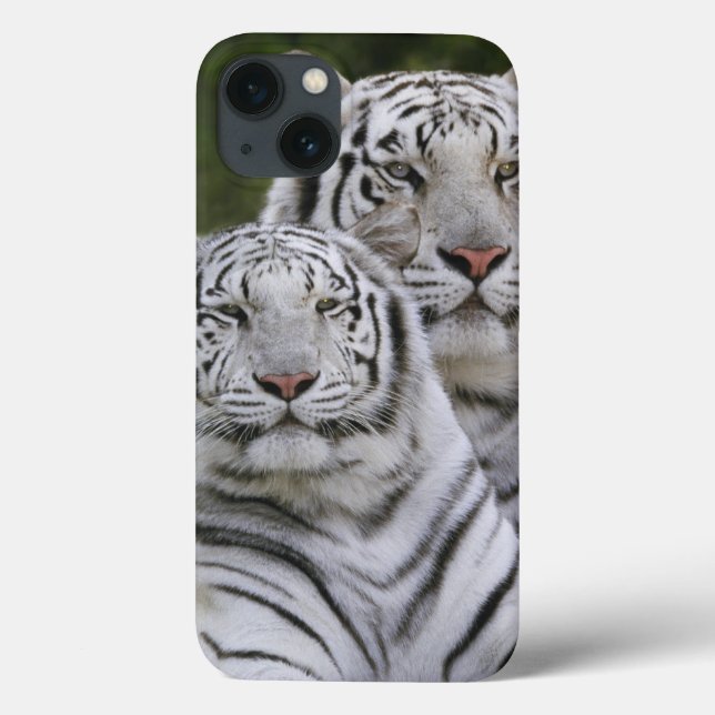 White phase, Bengal Tiger, Tigris Case-Mate iPhone Case (Back)