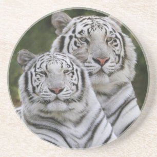 White phase, Bengal Tiger, Tigris Drink Coaster