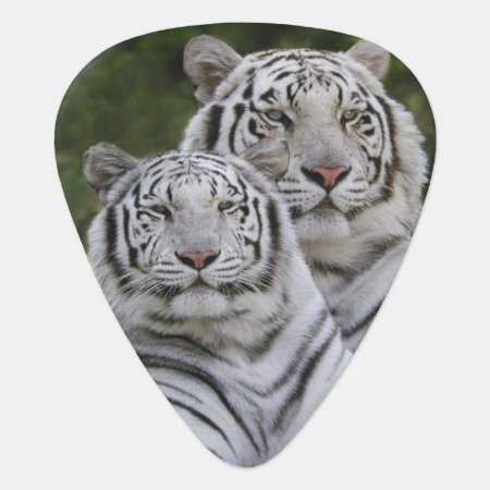 White Phase, Bengal Tiger, Tigris Guitar Pick