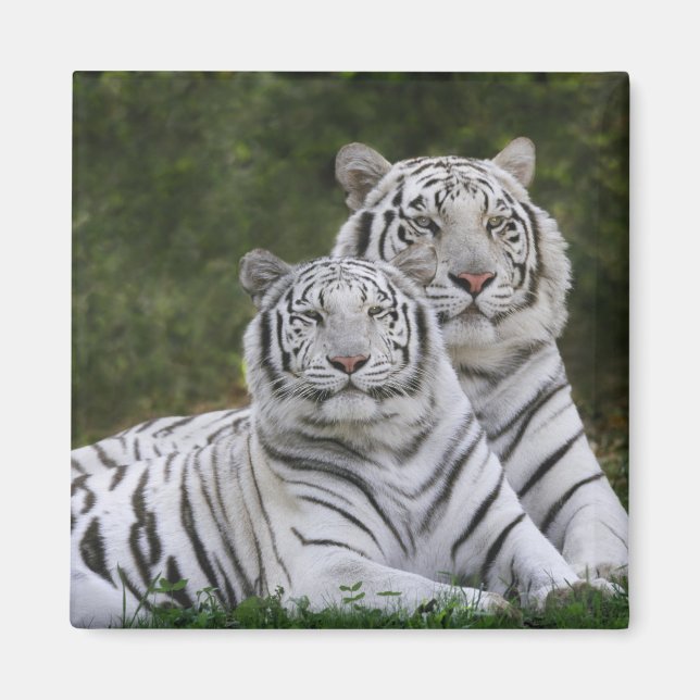 White phase, Bengal Tiger, Tigris Magnet (Front)