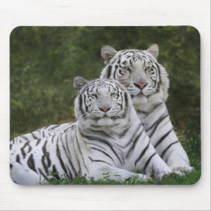 White phase, Bengal Tiger, Tigris Mouse Pad
