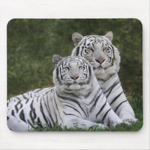 White phase Bengal Tiger Tigris Mouse Pad