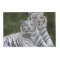White phase, Bengal Tiger, Tigris
