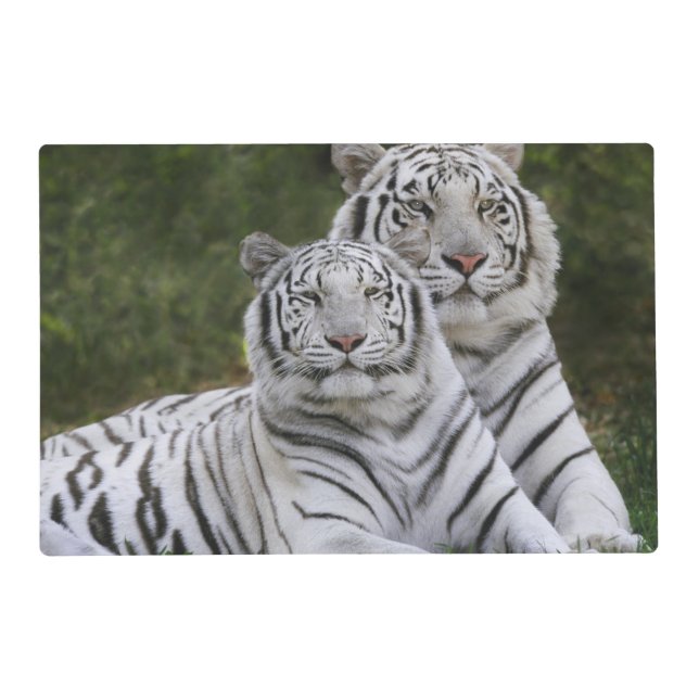 White phase, Bengal Tiger, Tigris Placemat (Front)