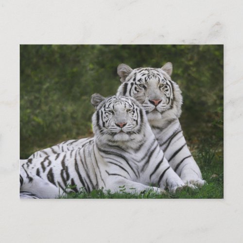 White phase Bengal Tiger Tigris Postcard