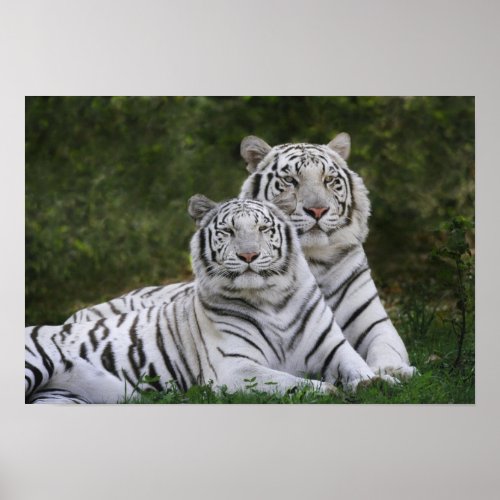White phase Bengal Tiger Tigris Poster
