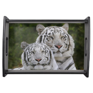 White phase, Bengal Tiger, Tigris Serving Tray