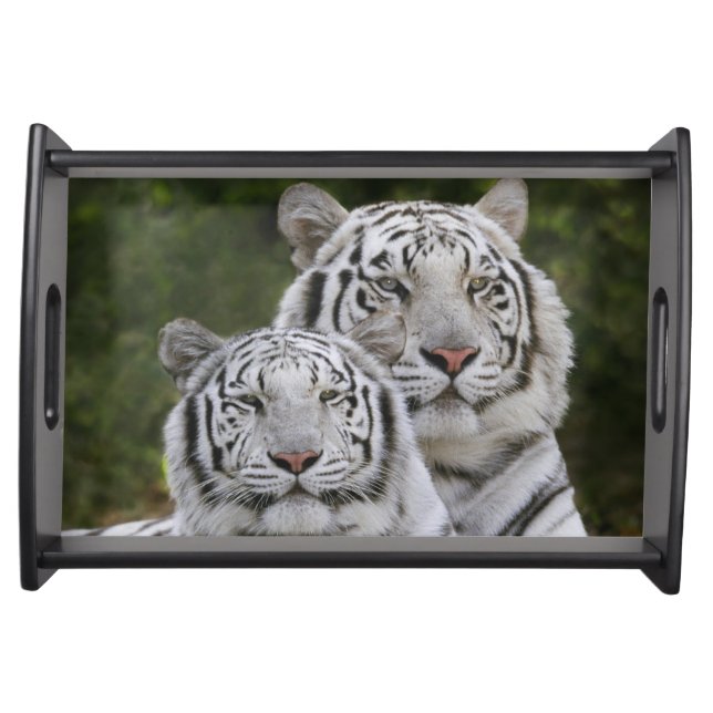 White phase, Bengal Tiger, Tigris Serving Tray (Front)