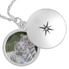 White phase, Bengal Tiger, Tigris