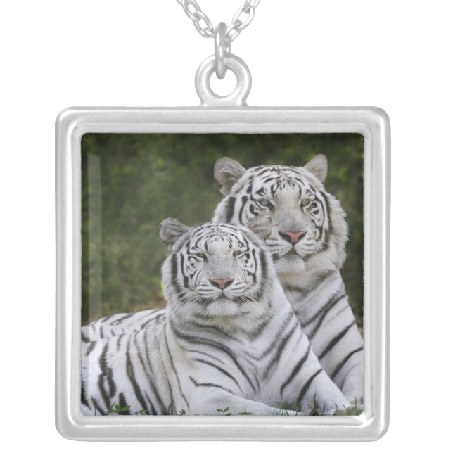 White phase, Bengal Tiger, Tigris Silver Plated Necklace (Front)