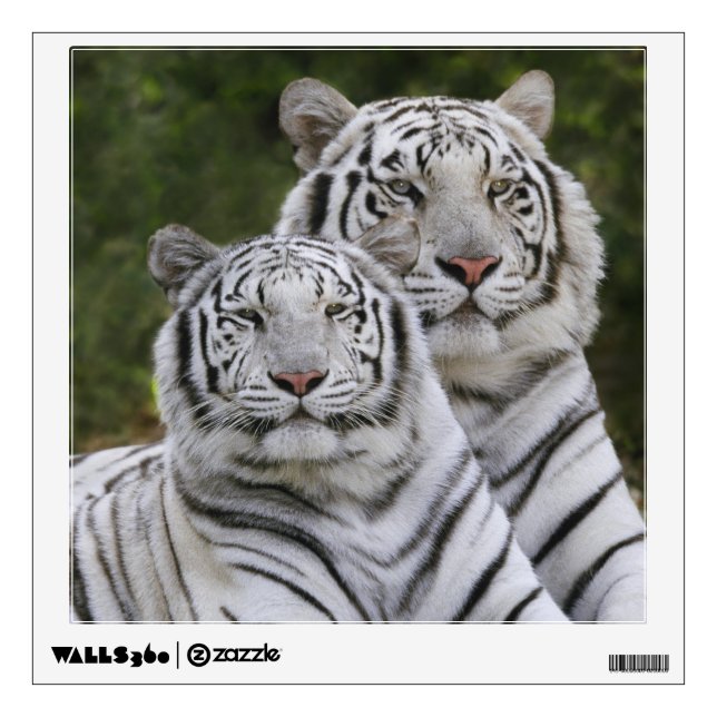 White phase, Bengal Tiger, Tigris Wall Decal (Front)
