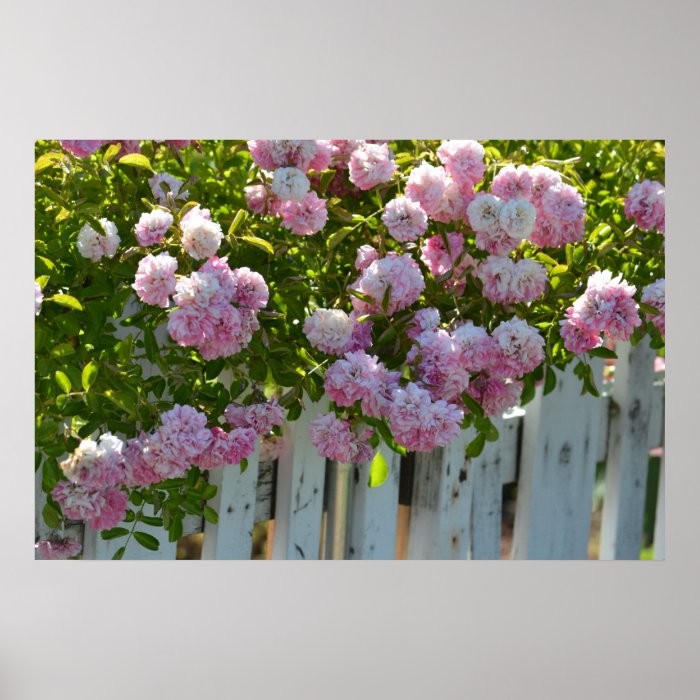 White Picket Fence with Roses Poster