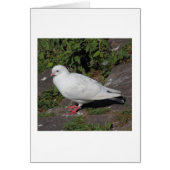 White Pigeon (Front)