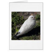White Pigeon 02 (Front)