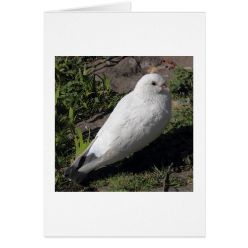 White Pigeon 02