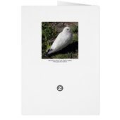 White Pigeon 02 Cards (Back)