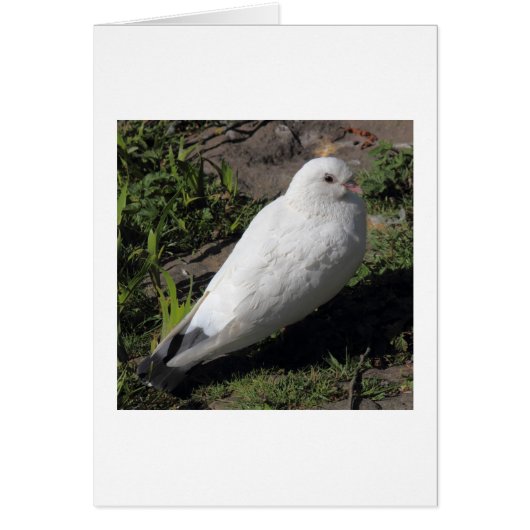 White Pigeon 02 Cards (Front)