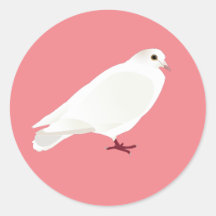 White Pigeon (Dove)