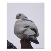 White Pigeon