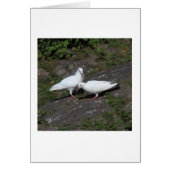 White Pigeons (Front)