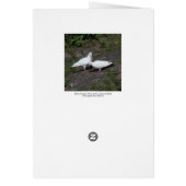 White Pigeons Cards (Back)