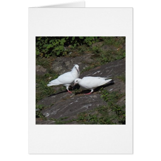White Pigeons Cards (Front)