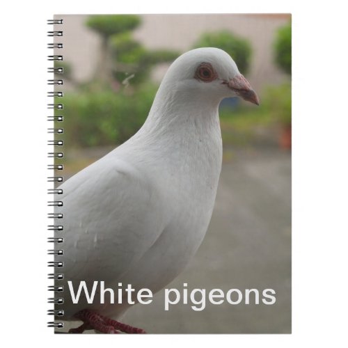 White pigeons Notebook