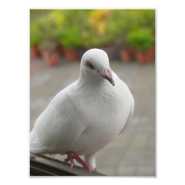 White pigeons photo print (Front)
