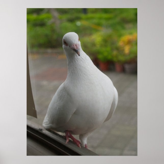 White pigeons Poster (Front)