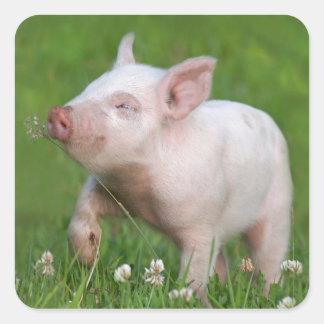 White Piglet Sniffs A Flower Square Sticker
