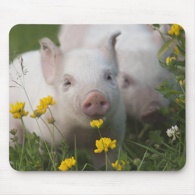 White Piglet Surrounded by Yellow Flowers Mouse Pad (Front)